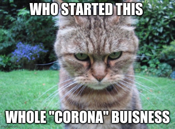 corona sux | WHO STARTED THIS; WHOLE "CORONA" BUISNESS | image tagged in covid-19,funny,funny memes,i guarantee it,bernie i am once again asking for your support,unsettled tom | made w/ Imgflip meme maker