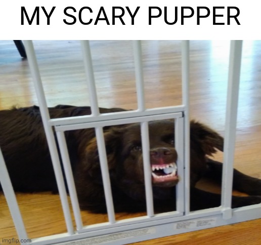 This is my favorite picture of my dog | MY SCARY PUPPER | image tagged in blank white template,dogs | made w/ Imgflip meme maker