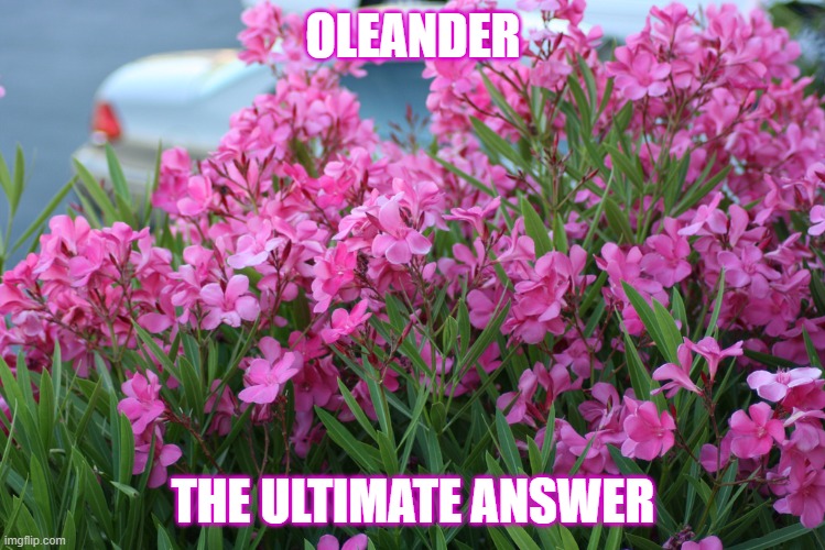 Oleander | OLEANDER; THE ULTIMATE ANSWER | image tagged in memes | made w/ Imgflip meme maker