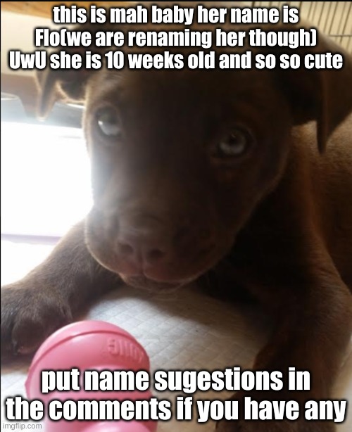 Here is my pet reveal! | this is mah baby her name is Flo(we are renaming her though) UwU she is 10 weeks old and so so cute; put name sugestions in the comments if you have any | image tagged in face reveal,pets,cute,dogs | made w/ Imgflip meme maker
