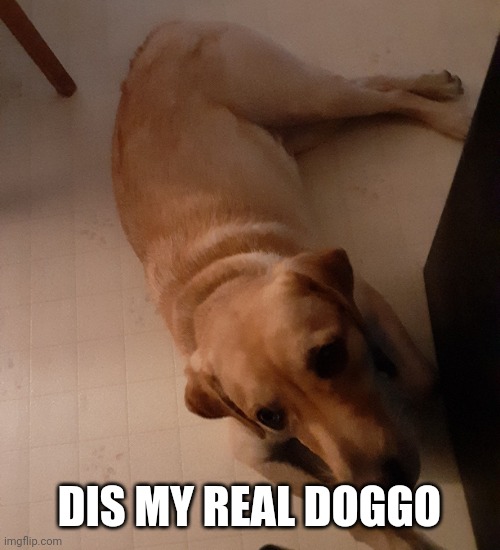 DIS MY REAL DOGGO | made w/ Imgflip meme maker