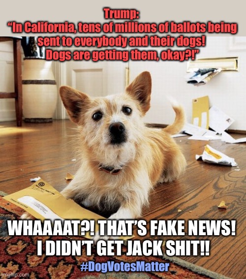 Dog Votes Matter - Trump | Trump: 
“In California, tens of millions of ballots being sent to everybody and their dogs! 
Dogs are getting them, okay?!”; WHAAAAT?! THAT’S FAKE NEWS! 
I DIDN’T GET JACK SHIT!! #DogVotesMatter | image tagged in dog mail,dogvotesmatter,trump,usps,voting,election 2020 | made w/ Imgflip meme maker