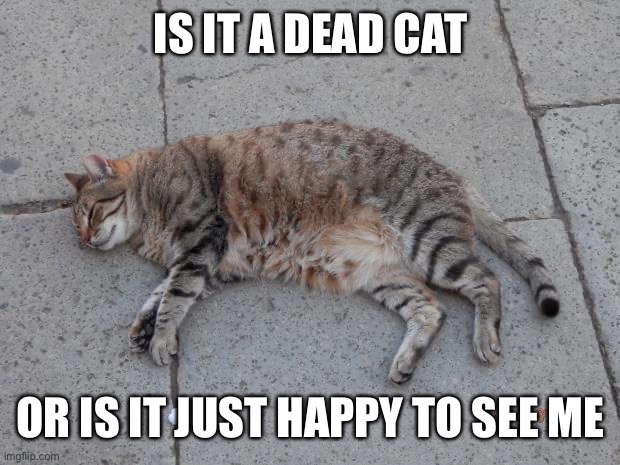 Dead cats can do anything | IS IT A DEAD CAT; OR IS IT JUST HAPPY TO SEE ME | image tagged in dead cats can do anything | made w/ Imgflip meme maker