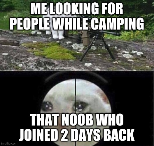 camping sniper | ME LOOKING FOR PEOPLE WHILE CAMPING; THAT NOOB WHO JOINED 2 DAYS BACK | image tagged in sniper cat | made w/ Imgflip meme maker