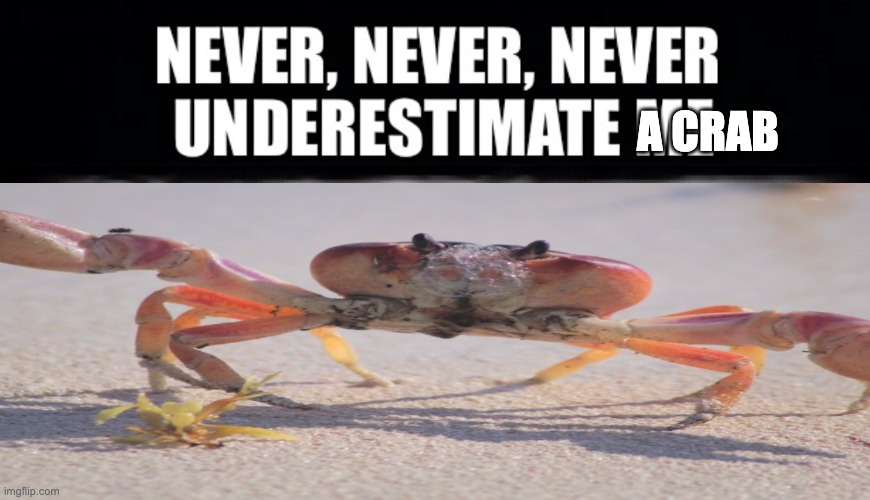  A CRAB | image tagged in crab | made w/ Imgflip meme maker
