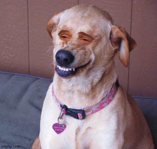 Dog smile | image tagged in dog smile | made w/ Imgflip meme maker