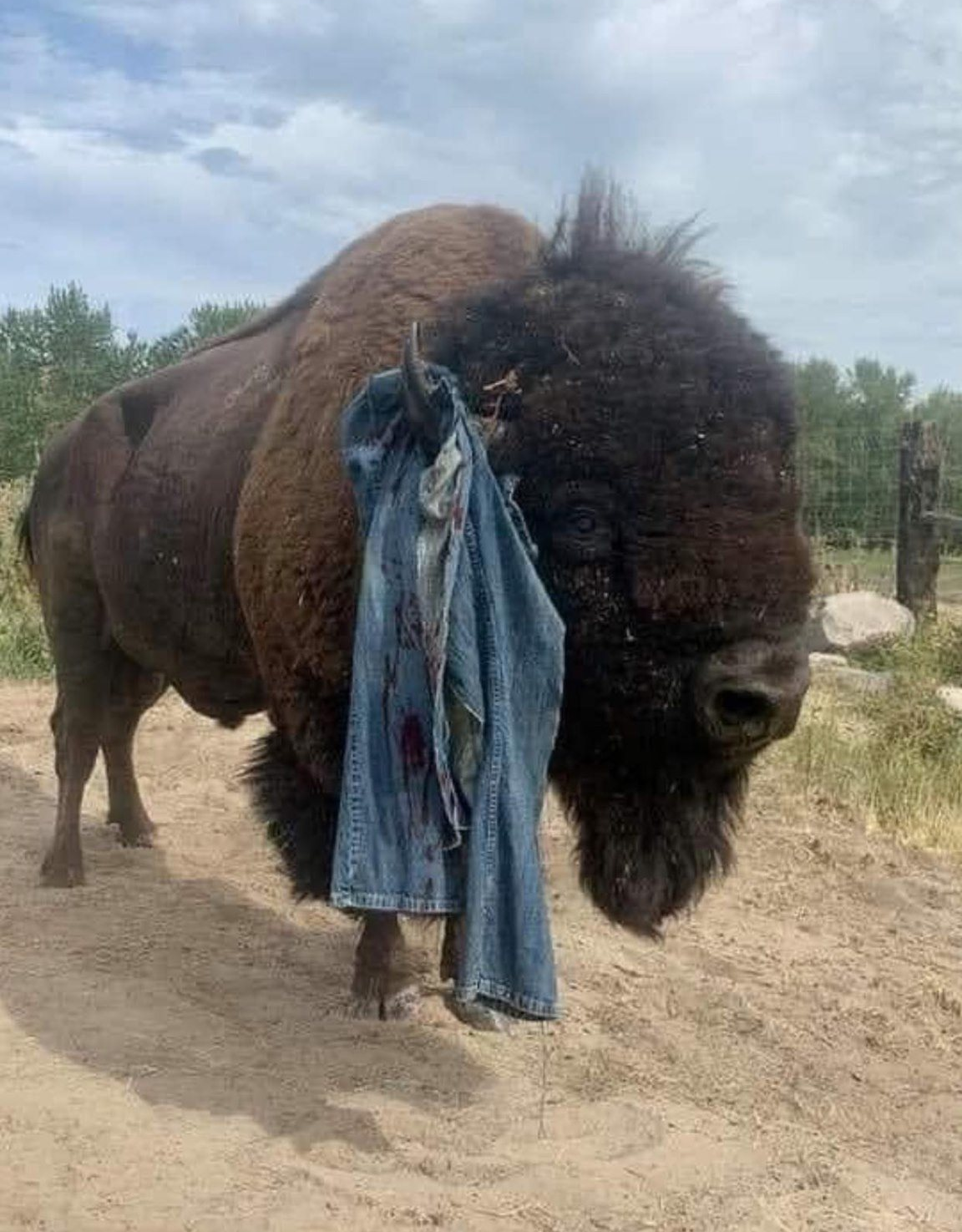 High Quality Yellowstone Bison Blank Meme Template