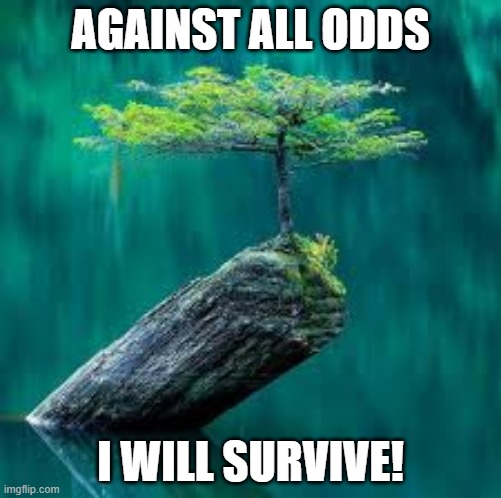 How you feel | AGAINST ALL ODDS; I WILL SURVIVE! | image tagged in perseverance | made w/ Imgflip meme maker