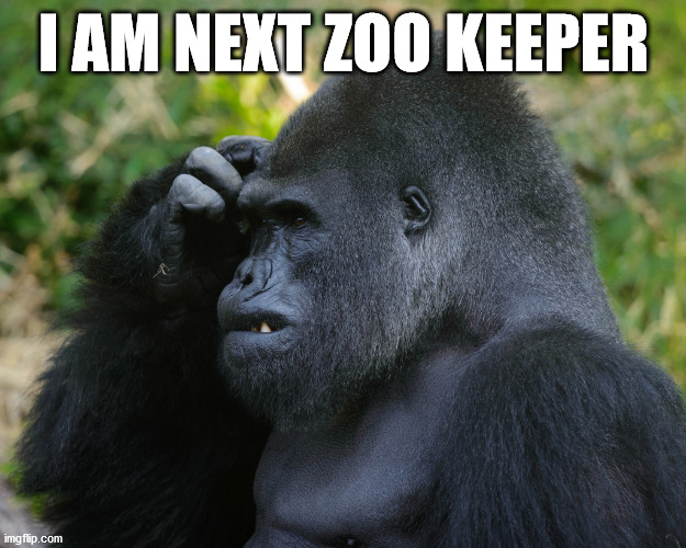 Gorilla Scratching Head | I AM NEXT ZOO KEEPER | image tagged in gorilla scratching head | made w/ Imgflip meme maker