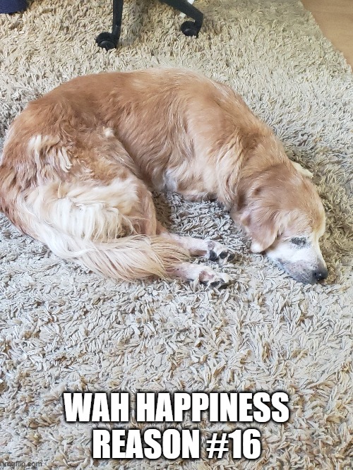 WAH reasons | WAH HAPPINESS REASON #16 | image tagged in memes | made w/ Imgflip meme maker