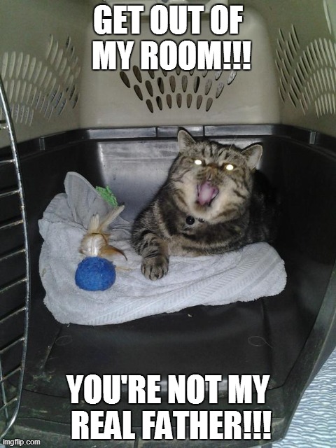 Angry Teenage Kitty | image tagged in cute,cats,funny,memes,angry | made w/ Imgflip meme maker