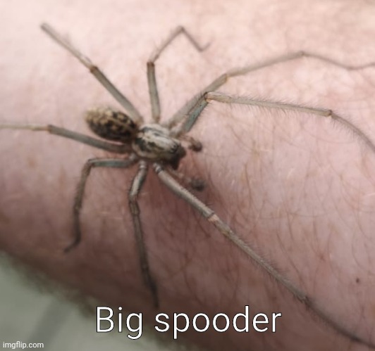 Awh massive spooder we found | Big spooder | image tagged in memes | made w/ Imgflip meme maker