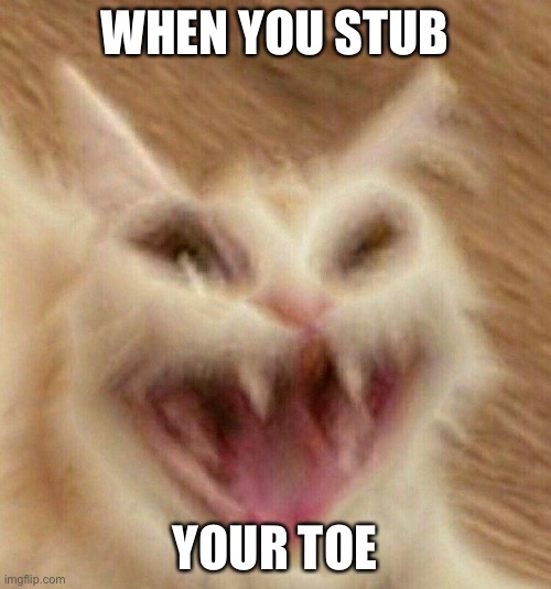 Ow | WHEN YOU STUB; YOUR TOE | image tagged in cat | made w/ Imgflip meme maker
