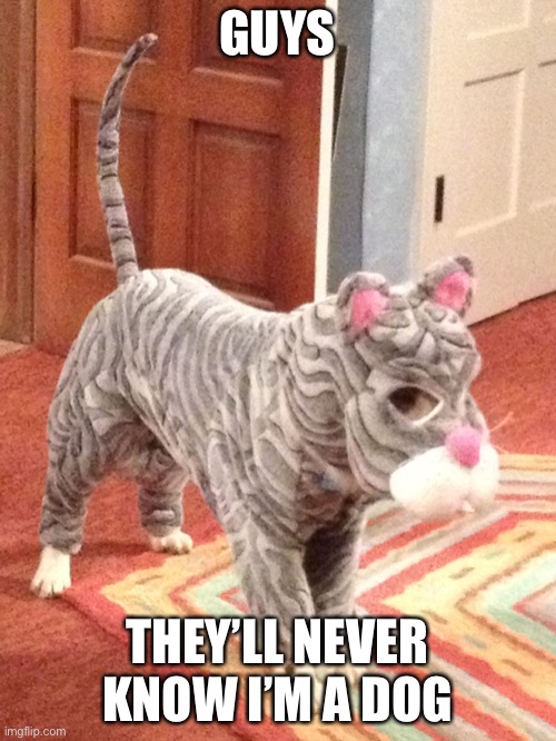 Dog in disguise | GUYS; THEY’LL NEVER KNOW I’M A DOG | image tagged in dog,cat | made w/ Imgflip meme maker