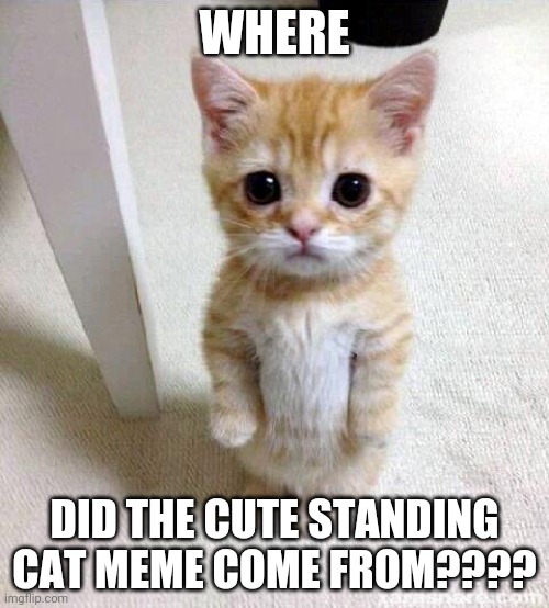 Cute Cat Meme | WHERE; DID THE CUTE STANDING CAT MEME COME FROM???? | image tagged in memes,cute cat,standing | made w/ Imgflip meme maker