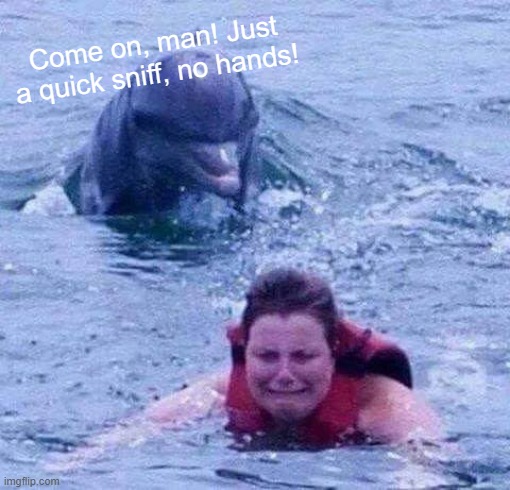 Dangerous Dolphin | Come on, man! Just a quick sniff, no hands! | image tagged in dangerous dolphin | made w/ Imgflip meme maker