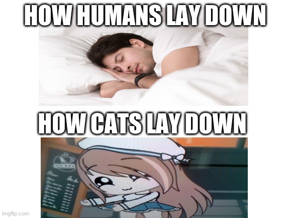 U                W                  U | HOW HUMANS LAY DOWN; HOW CATS LAY DOWN | image tagged in blank white template | made w/ Imgflip meme maker