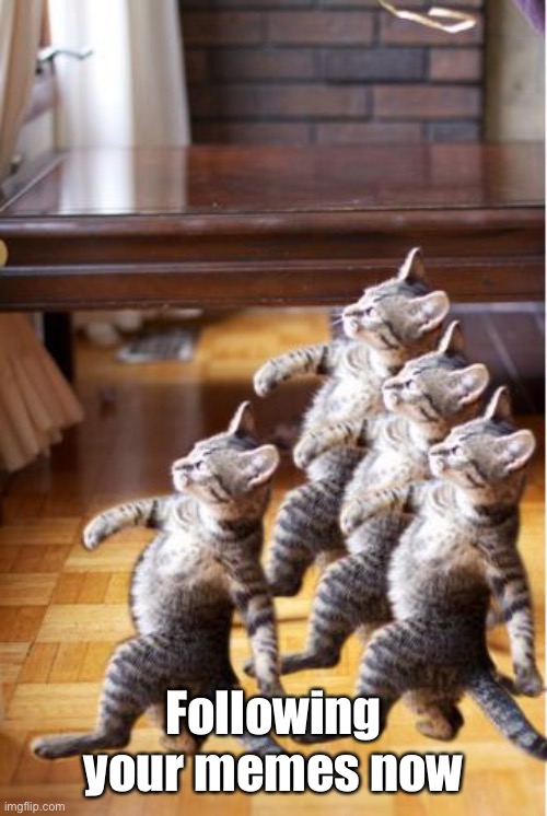 4 cat follow go back | Following your memes now | image tagged in 4 cat follow go back | made w/ Imgflip meme maker