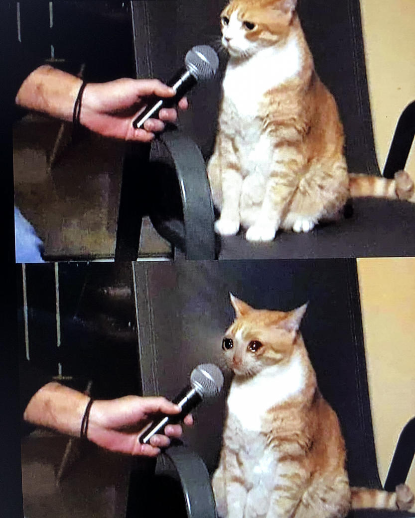 High Quality sad cat interviewed Blank Meme Template
