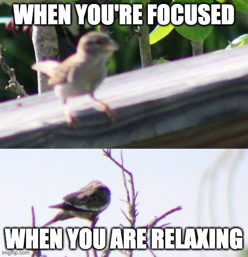 WHEN YOU DO THINGS | WHEN YOU'RE FOCUSED; WHEN YOU ARE RELAXING | image tagged in birds | made w/ Imgflip meme maker
