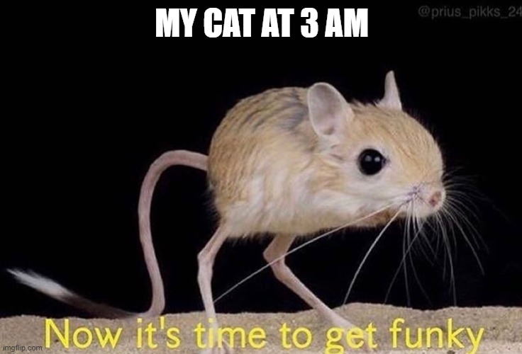 Now it’s time to get funky | MY CAT AT 3 AM | image tagged in now its time to get funky | made w/ Imgflip meme maker