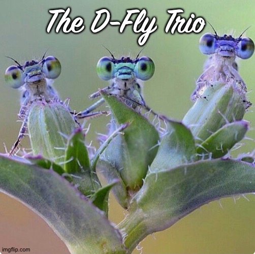 The D-Fly Trio | made w/ Imgflip meme maker