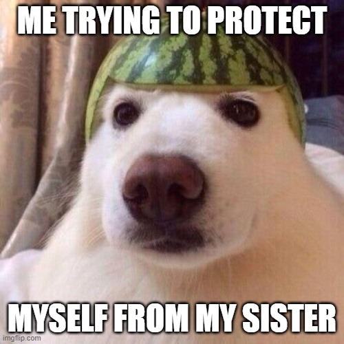 Melon Helmet Dog | ME TRYING TO PROTECT; MYSELF FROM MY SISTER | image tagged in melon helmet dog | made w/ Imgflip meme maker
