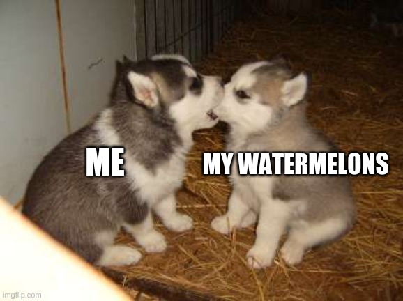 Cute Puppies Meme | ME MY WATERMELONS | image tagged in memes,cute puppies | made w/ Imgflip meme maker