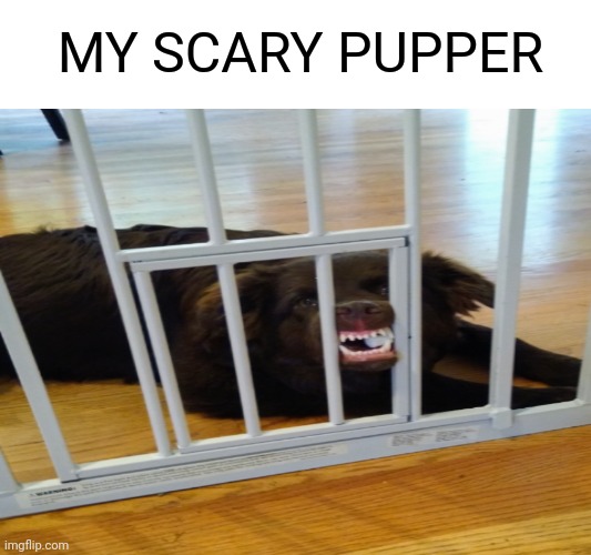 He's actually a really good boi | MY SCARY PUPPER | image tagged in memes,dogs | made w/ Imgflip meme maker