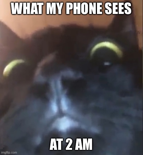 Cat | WHAT MY PHONE SEES; AT 2 AM | image tagged in cats | made w/ Imgflip meme maker