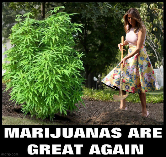 image tagged in melania trump,rose garden,marijuana,weed,420,melania | made w/ Imgflip meme maker