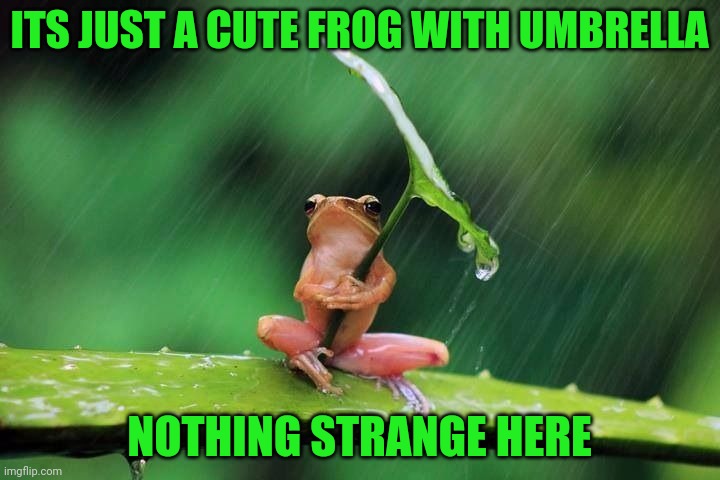 Frog with umbrella | ITS JUST A CUTE FROG WITH UMBRELLA; NOTHING STRANGE HERE | image tagged in frog,umbrella | made w/ Imgflip meme maker