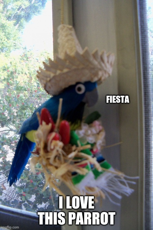 Fiesta Parrot | FIESTA; I LOVE THIS PARROT | image tagged in parrot | made w/ Imgflip meme maker