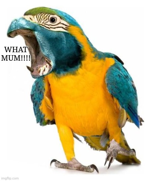 Overreacting Parrotpotomas  | WHAT MUM!!!! | image tagged in parrot,hippo | made w/ Imgflip meme maker