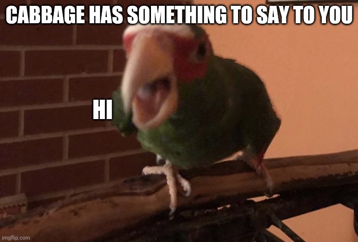 Cabbage has something to say to you | CABBAGE HAS SOMETHING TO SAY TO YOU; HI | image tagged in parrots | made w/ Imgflip meme maker