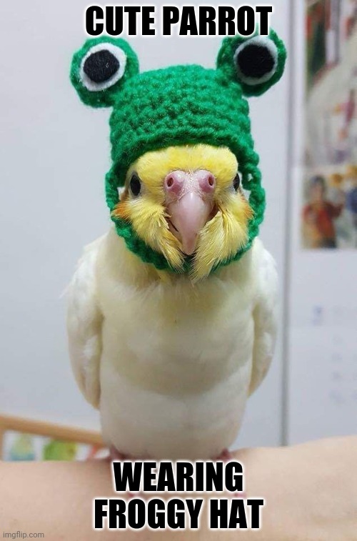 Parrot | CUTE PARROT; WEARING FROGGY HAT | image tagged in parrot,frog | made w/ Imgflip meme maker