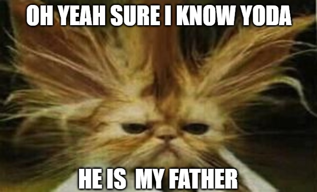 I see the resemblance | OH YEAH SURE I KNOW YODA; HE IS  MY FATHER | image tagged in cats,yoda,memes,fun,funny,2020 | made w/ Imgflip meme maker