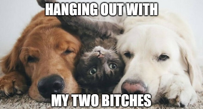 Hanging out | HANGING OUT WITH; MY TWO BITCHES | image tagged in cats,dogs,memes,funny,fun,2020 | made w/ Imgflip meme maker