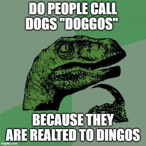 dingo doggo | DO PEOPLE CALL DOGS "DOGGOS"; BECAUSE THEY ARE REALTED TO DINGOS | image tagged in memes,philosoraptor,doggo,dog | made w/ Imgflip meme maker