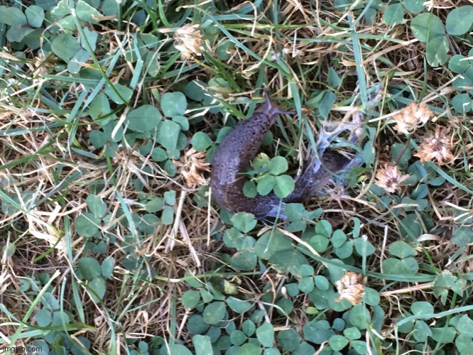 Found this guy in my friends yard. Poor thing. | image tagged in slug | made w/ Imgflip meme maker