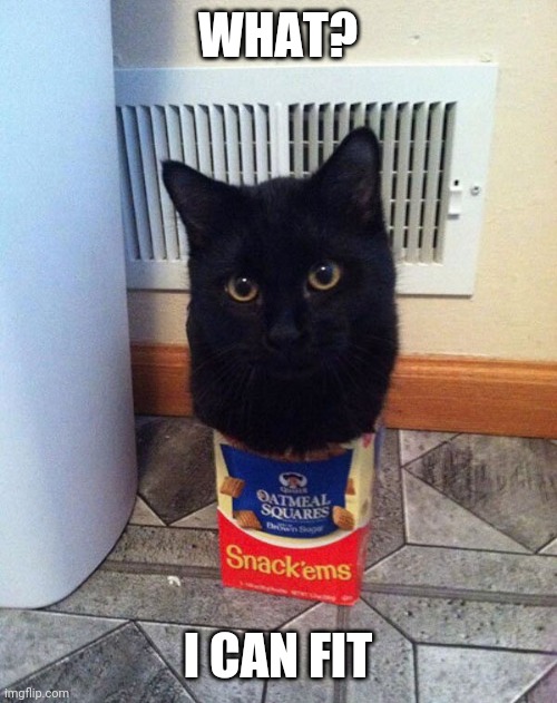 SNACK SIZE KITTY? | WHAT? I CAN FIT | image tagged in cats,funny cats | made w/ Imgflip meme maker