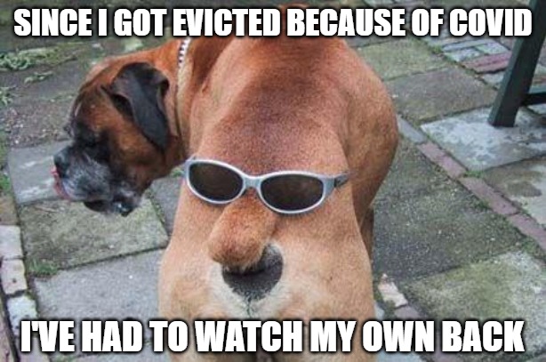 No need to take a chance | SINCE I GOT EVICTED BECAUSE OF COVID; I'VE HAD TO WATCH MY OWN BACK | image tagged in memes,dogs,funny,fun,covid-19,2020 | made w/ Imgflip meme maker