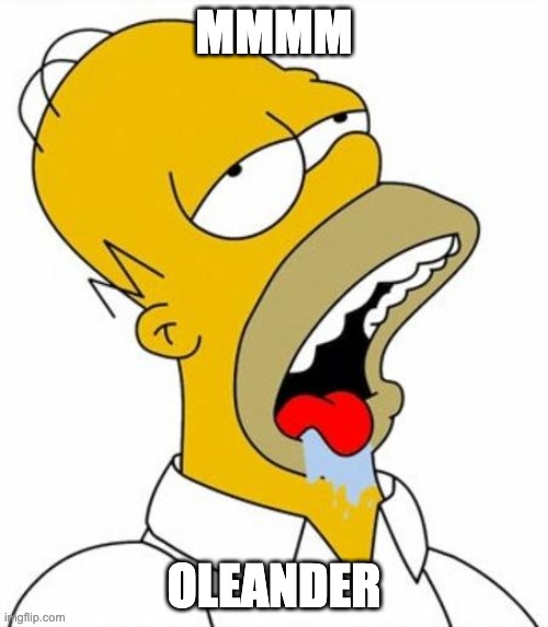 Homer Simpson MMM | MMMM; OLEANDER | image tagged in homer simpson mmm | made w/ Imgflip meme maker