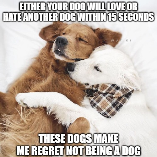 Dogs invented love | EITHER YOUR DOG WILL LOVE OR HATE ANOTHER DOG WITHIN 15 SECONDS; THESE DOGS MAKE
ME REGRET NOT BEING A DOG | image tagged in dogs,love,memes,fun funny,2020,funny | made w/ Imgflip meme maker