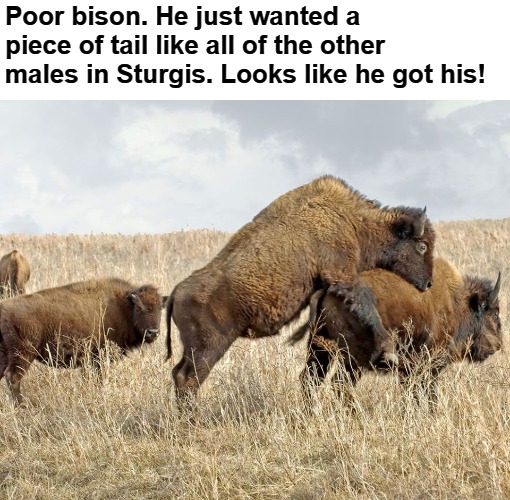 Buffalo Chip Sturgis 2020 | Poor bison. He just wanted a piece of tail like all of the other males in Sturgis. Looks like he got his! | image tagged in piece of tail,sturgis 2020,buffalo chip,black hills motorcycle rally,bison,bison love | made w/ Imgflip meme maker