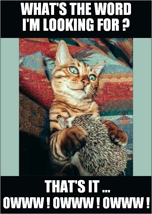 Cats Cuddly Hedgehog | WHAT'S THE WORD I'M LOOKING FOR ? THAT'S IT ... OWWW ! OWWW ! OWWW ! | image tagged in cats,hedgehog,pain | made w/ Imgflip meme maker