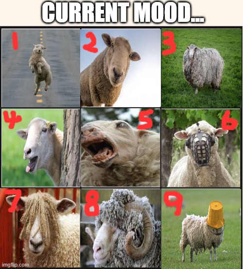 Sheep Moods | CURRENT MOOD... | image tagged in sheep,current mood,silly | made w/ Imgflip meme maker