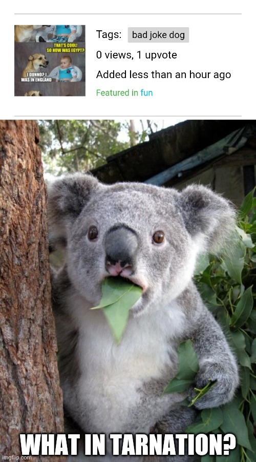 WHAT IN TARNATION? | image tagged in memes,surprised koala | made w/ Imgflip meme maker