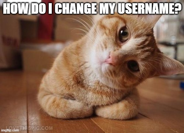 Curious Question Cat | HOW DO I CHANGE MY USERNAME? | image tagged in curious question cat | made w/ Imgflip meme maker