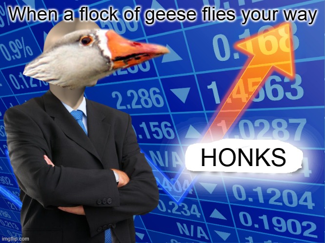 honks | When a flock of geese flies your way; HONKS | image tagged in empty stonks | made w/ Imgflip meme maker